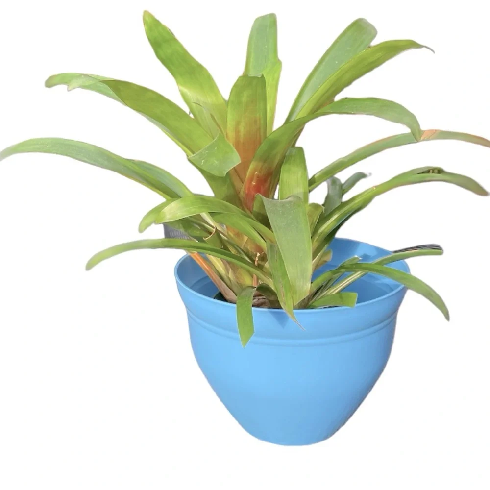 🫐 NWT Periwinkle Blue 10” Planter Flower Pot